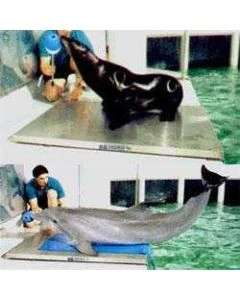 SRV711 Marine / Zoological Scale