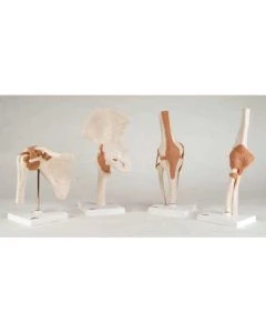 3B Scientific Functional Anatomical Joint Skeleton Models