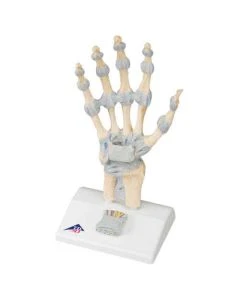 3B Scientific Hand Skeleton and Foot Skeleton Models